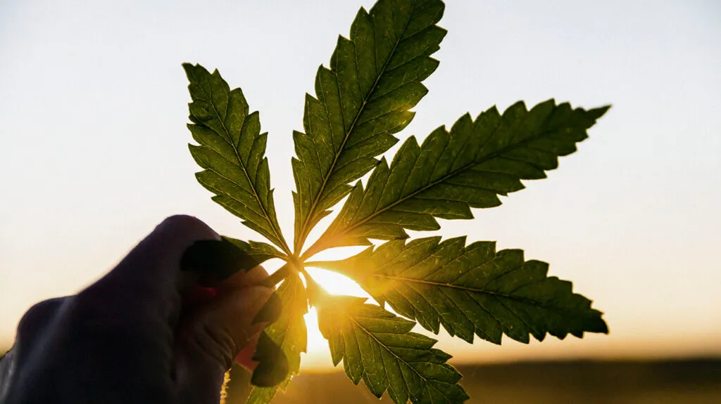 Cannabis To Treat Migraines
